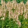 Fingerhut Dalmatian Peach - Großer Topf - Digitalis Purpurea 1 Fingerhut Dalmatian Peach - Großer Topf - Digitalis Purpurea -NR-01 Verkäufe Digitalis purpurea Dalmatian Peach