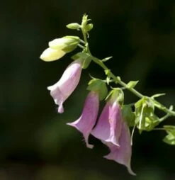 Fingerhut Apricot - Digitalis Purpurea