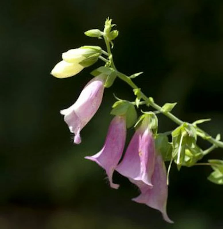 Fingerhut Apricot - Digitalis Purpurea 3 Fingerhut Apricot - Digitalis Purpurea