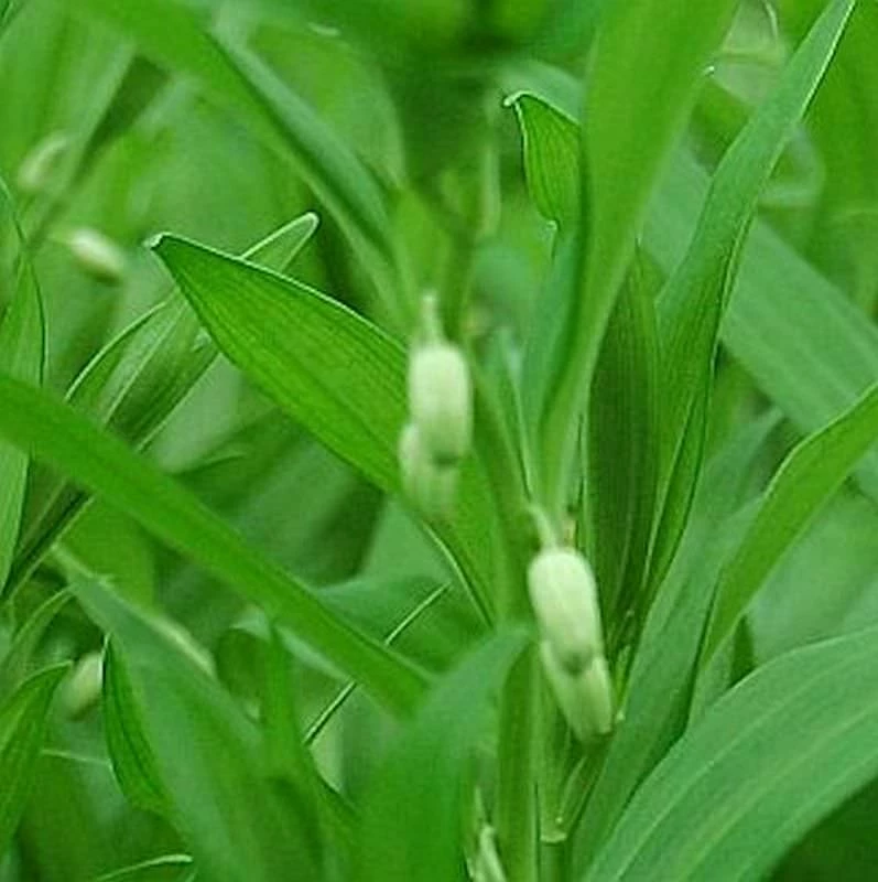 Immergrünes Salomonssiegel - Disporopsis Pernyi 3 Immergrünes Salomonssiegel - Disporopsis Pernyi