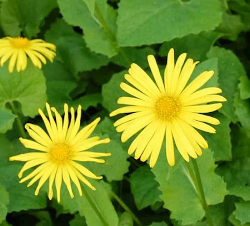 Gemswurz Magnificum - Doronicum Orientale 3 Gemswurz Magnificum - Doronicum Orientale