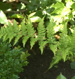 Breitwedeldornfarn Crispa - Dryopteris Dilatata