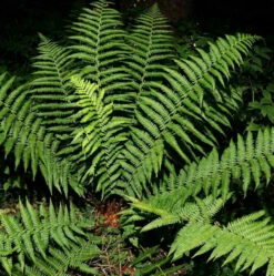 Echter Wurmfarn - Dryopteris Filix Mas
