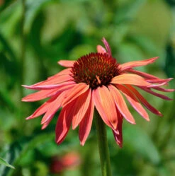 Sonnenhut Sombrero Hot Coral - Großer Topf - Echinacea Purpurea