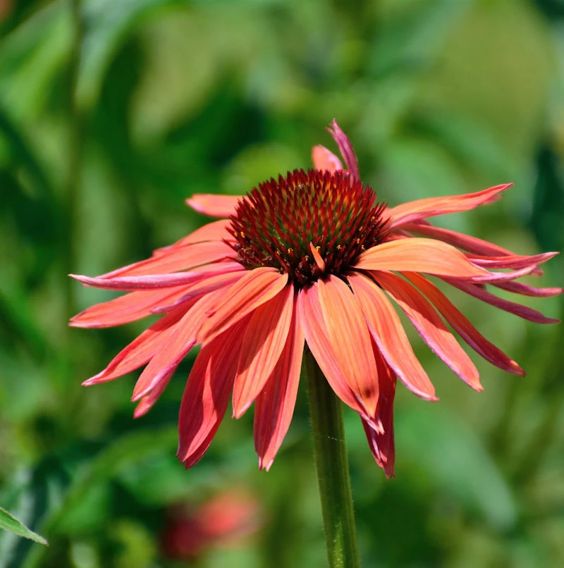 Sonnenhut Sombrero Hot Coral - Großer Topf - Echinacea Purpurea 3 Sonnenhut Sombrero Hot Coral - Großer Topf - Echinacea Purpurea