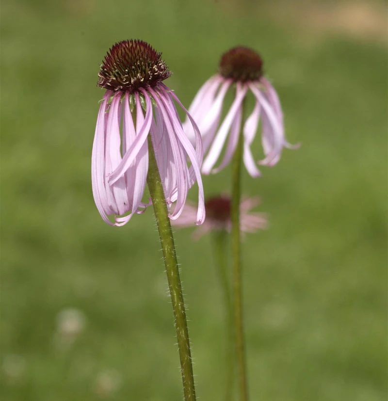 Bleicher Sonnenhut Hula Dancer - Echinacea Pallida 3 Bleicher Sonnenhut Hula Dancer - Echinacea Pallida