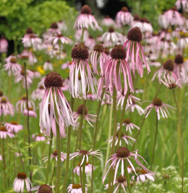 Bleicher Sonnenhut - Echinacea Pallida 3 Bleicher Sonnenhut - Echinacea Pallida