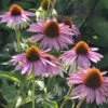 Sonnenhut Baby Swan Pink - Echinacea Purpurea 2 Sonnenhut Baby Swan Pink - Echinacea Purpurea -NR-01 Verkäufe Echinacea purpurea Baby Swan Pink