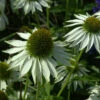 Sonnenhut Baby White Swan - Echinacea Purpurea 2 Sonnenhut Baby White Swan - Echinacea Purpurea -NR-01 Verkäufe Echinacea purpurea Baby White Swan 1