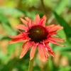 Sonnenhut Fountain Red - Großer Topf - Echinacea Cultorum 1 Sonnenhut Fountain Red - Großer Topf - Echinacea Cultorum -NR-01 Verkäufe Echinacea purpurea Fountain Red