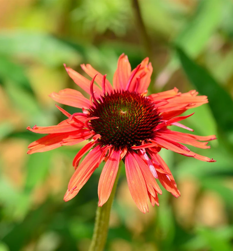 Sonnenhut Fountain Red - Großer Topf - Echinacea Cultorum 3 Sonnenhut Fountain Red - Großer Topf - Echinacea Cultorum