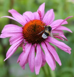 Sonnenhut Magnus Superior - Echinacea Purpurea