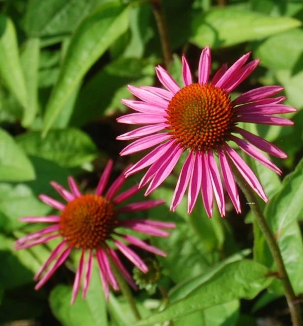 Sonnenhut Pica Bella - Echinacea Purpurea 3 Sonnenhut Pica Bella - Echinacea Purpurea