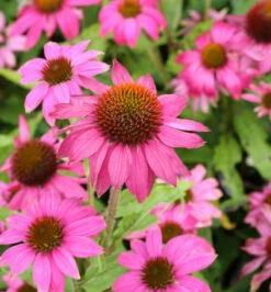 Sonnenhut Pow Wow Wild Berry - Großer Topf - Echinacea Purpurea