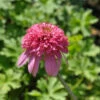 Sonnenhut Razzmatazz - Echinacea Purpurea