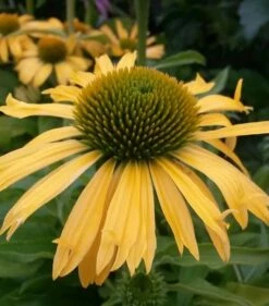 Sonnenhut Conetto Banana - Großer Topf - Echinacea Cultorum