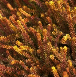 10x Schwarze Krähenbeere Bernstein - Empetrum Nigrum