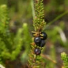 10x Schwarze Krähenbeere Typ Norge - Empetrum Nigrum -NR-01 Verkäufe Empetrum nigrum Typ Norge