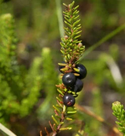 10x Schwarze Krähenbeere Typ Norge - Empetrum Nigrum