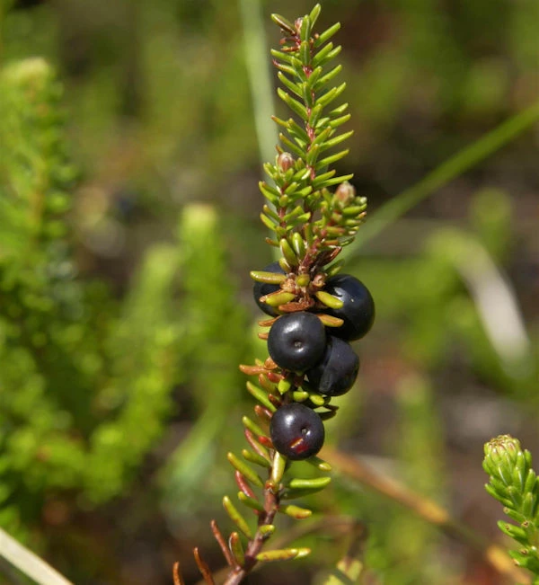 10x Schwarze Krähenbeere Typ Norge - Empetrum Nigrum 3 10x Schwarze Krähenbeere Typ Norge - Empetrum Nigrum