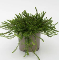 10x Schwarze Krähenbeere Irland - Empetrum Nigrum