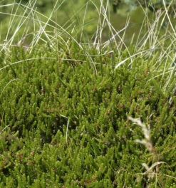 10x Schwarze Krähenbeere - Empetrum Nigrum