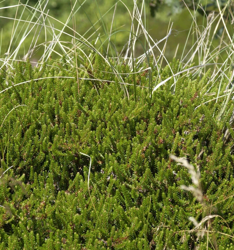 10x Schwarze Krähenbeere - Empetrum Nigrum 3 10x Schwarze Krähenbeere - Empetrum Nigrum