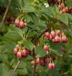 Prachtglocke Red Bells 40-60cm - Enkianthus Campanulatus