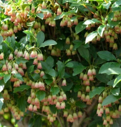 Prachtglocke Ruby Glow 40-60cm - Enkianthus Campanulatus