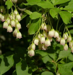 Prachtglocke 60-80cm - Enkianthus Campanulatus