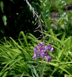 Weidenröschen - Epilobium Angustifolium