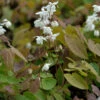 Elfenblume - Sockenblume - Epimedium Diphyllum