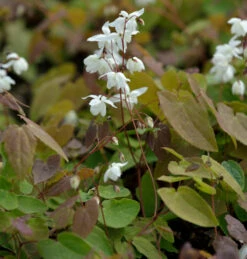 Elfenblume - Sockenblume - Epimedium Diphyllum