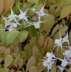 Elfenblume - Epimedium Grandiflorum