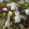 Elfenblume Nanum - Epimedium Grandiflorum -NR-01 Verkäufe Epimedium grandiflorum Nanum BLWS144774