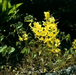 Elfenblume Nachfolger - Epimedium Perralchicum