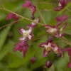Elfenblume Rot - Epimedium Rubrum 2 Elfenblume Rot - Epimedium Rubrum -NR-01 Verkäufe Epimedium rubrum 1