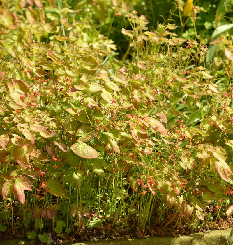 Elfenblume Cupreum - Epimedium Versicolor 3 Elfenblume Cupreum - Epimedium Versicolor