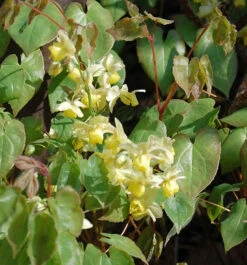 Elfenblume Neosulphureum - Epimedium Versicolor