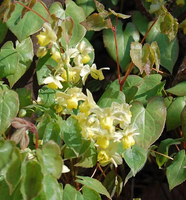 Elfenblume Neosulphureum - Epimedium Versicolor 3 Elfenblume Neosulphureum - Epimedium Versicolor