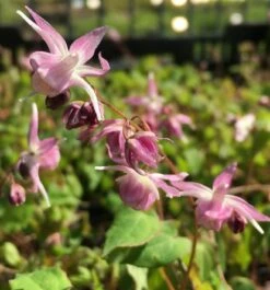 Elfenblume Akebono - Epimedium Grandiflorum