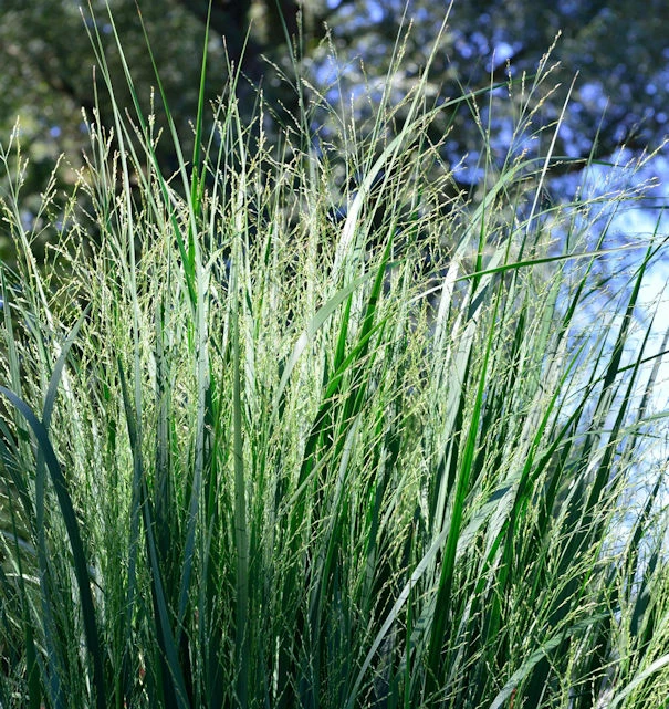 Purpur Liebesgras - Eragrostis Spectabilis 3 Purpur Liebesgras - Eragrostis Spectabilis