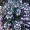 10x Winterheide Winter Beauty - Erica Carnea 2 10x Winterheide Winter Beauty - Erica Carnea -NR-01 Verkäufe Erica carnea Winter Beauty