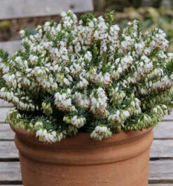 10x Winterheide Isabell - Erica Carnea