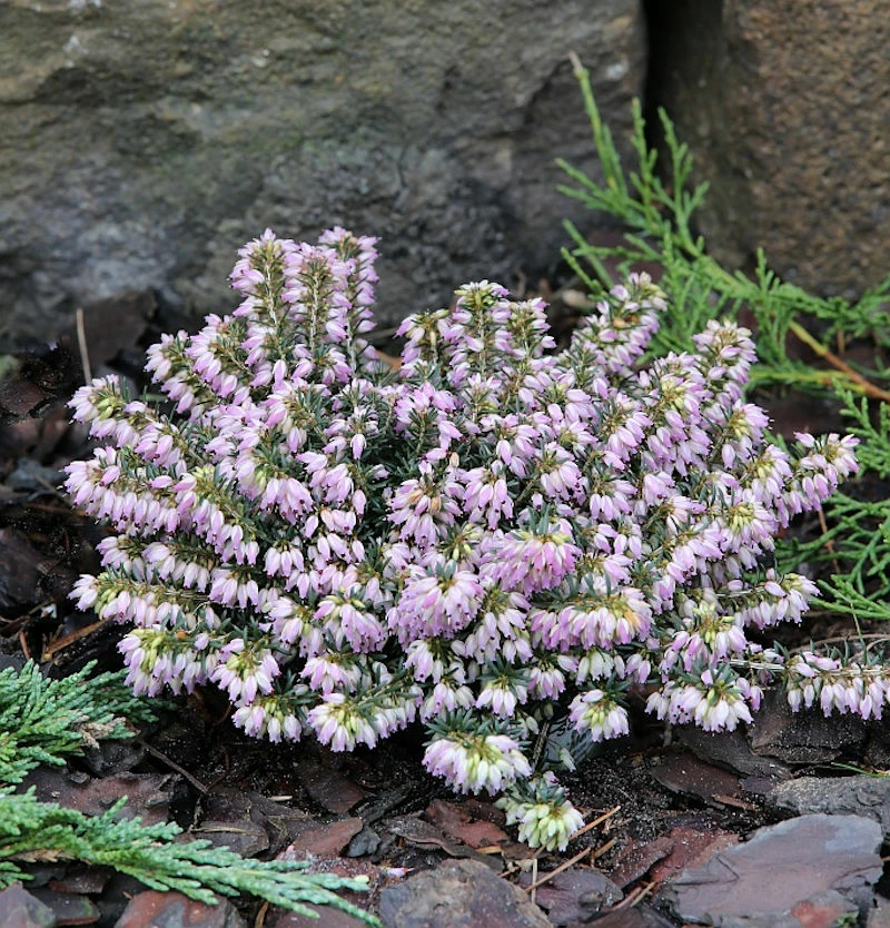 10x Winterheide Memory - Erica Carnea 3 10x Winterheide Memory - Erica Carnea