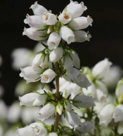 10x Grauheide Alba Major - Erica Cinerea