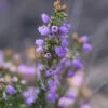 10x Grauheide Cevennes - Erica Cinerea 1 10x Grauheide Cevennes - Erica Cinerea -NR-01 Verkäufe Erica cinerea Cevennes 1