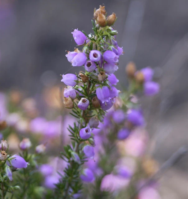 10x Grauheide Cevennes - Erica Cinerea 3 10x Grauheide Cevennes - Erica Cinerea