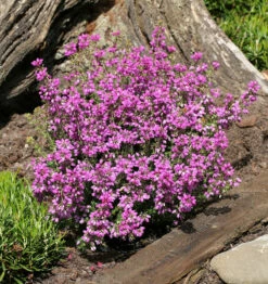 10x Grauheide Lila Fee - Erica Cinerea