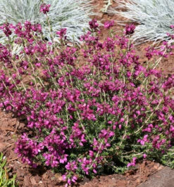 10x Grauheide Velvet Night - Erica Cinerea